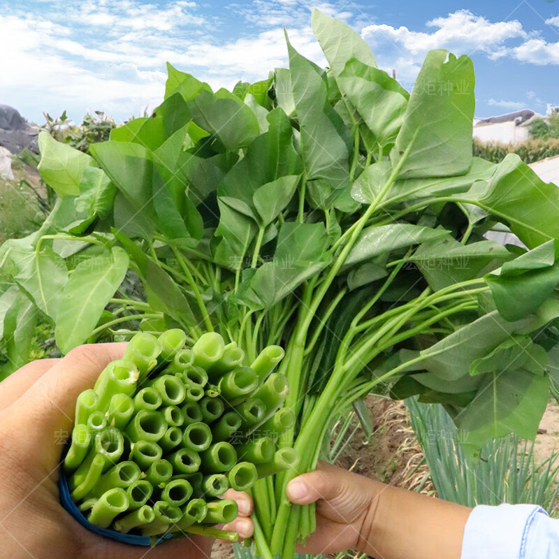 Sementes de Espinafre de Água de Alta Produção Kangkong 200 500 Sementes Sementes de Kangkong da China Sementes de Legum