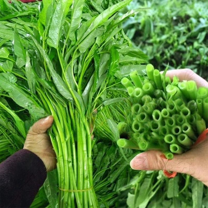 Sementes de Kangkong (Espinafre Aquático) 200/500 unidades | Alta Germinação | Hortaliça Saudável para Horta