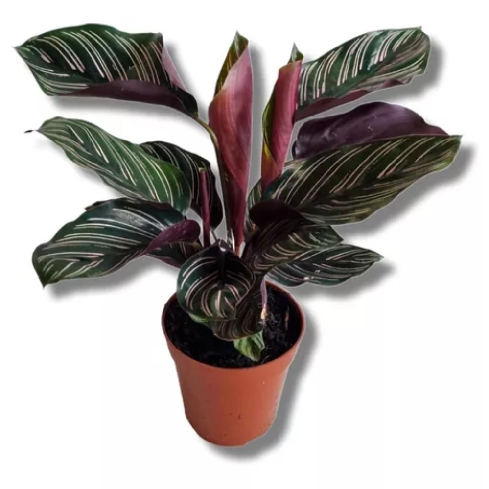 200 sements Maranta Riscada Calatea Ornata Magnifica pra fazer muda II