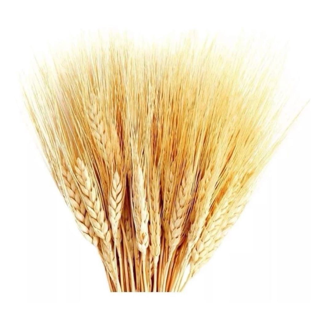 100 Hastes Trigo Natural Seco Desidratado 65cm Casamento Festas Lembrancinhas Enfeites Mesa Arranjos Enfeite Decorativas