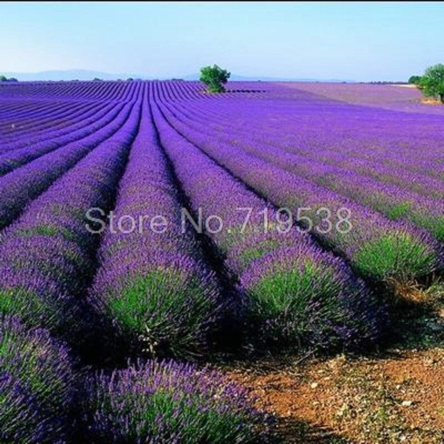 Sementes de Lavanda Perfumada 200-500 Unidades Fácil de Plantar e Germinar Aroma Relaxante para Jardim Vaso