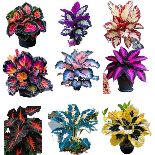 ENVIO SUPER RÁPIDO caladium mix 100 sementes com manual de cultivo II T1 em Oferta na Shopee