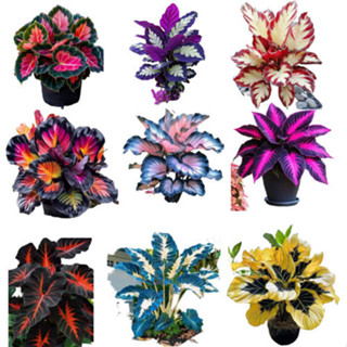 ENVIO SUPER RÁPIDO caladium mix 100 sementes com manual de cultivo II T1 em Oferta na Shopee