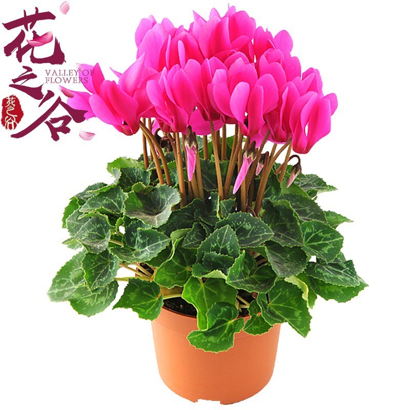 Sementes de Ciclame Cyclamen Importadas 200/500 Unidades Flor Ornamental para Vasos Jardim Fácil Germinação