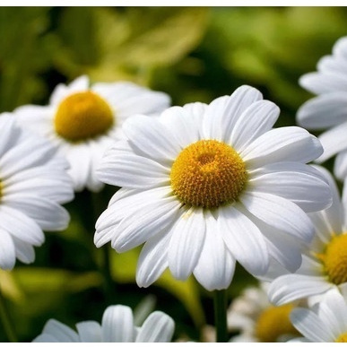 100 Sementes Margarida Gigante Branca ll
