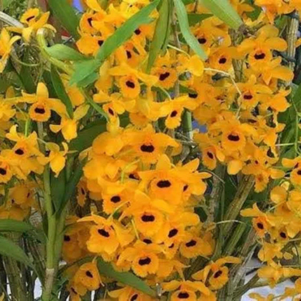 300 sementes Orquídea Dendrobium Nobile amarelo com vinho ll