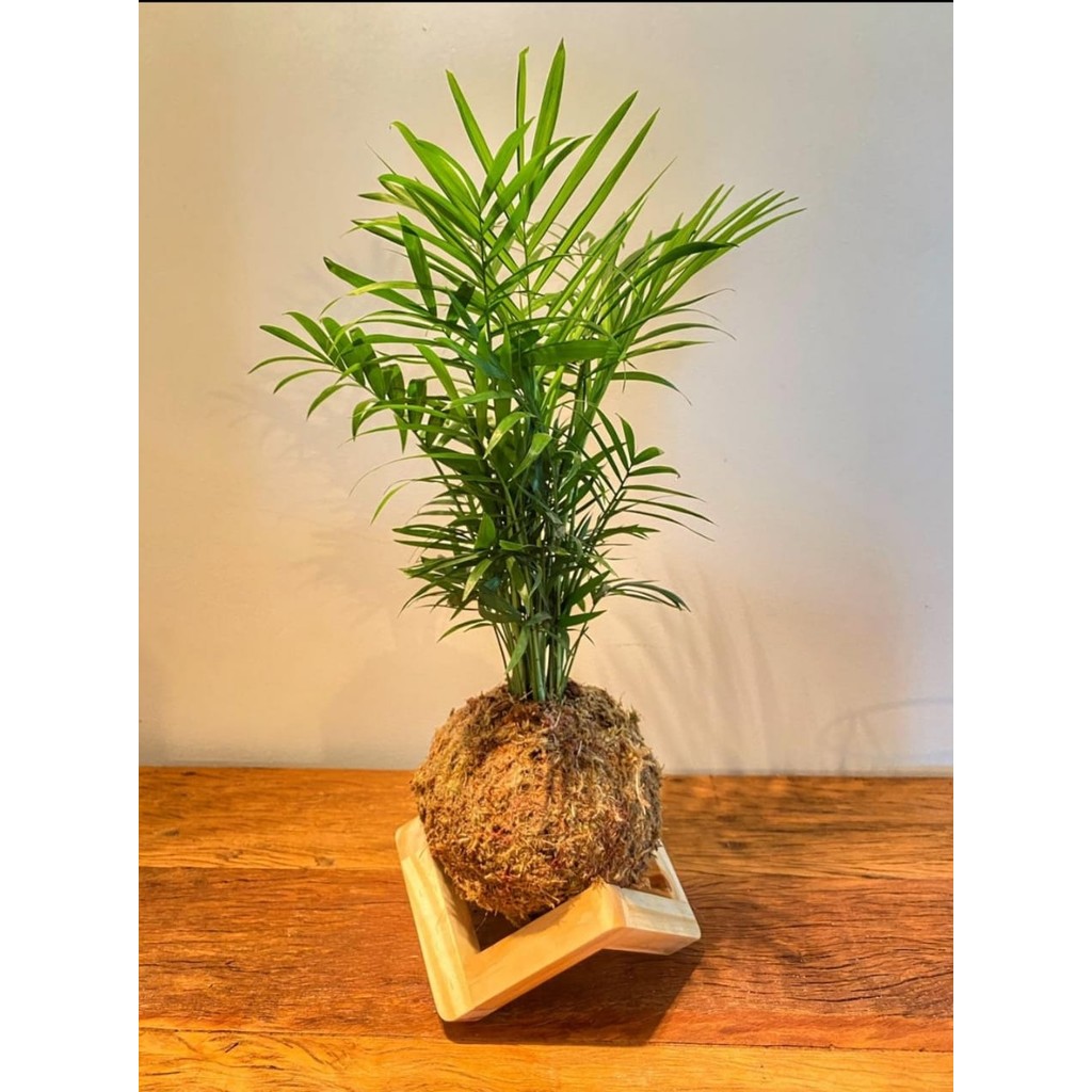Kit com 05 Suportes de madeira para Kokedama