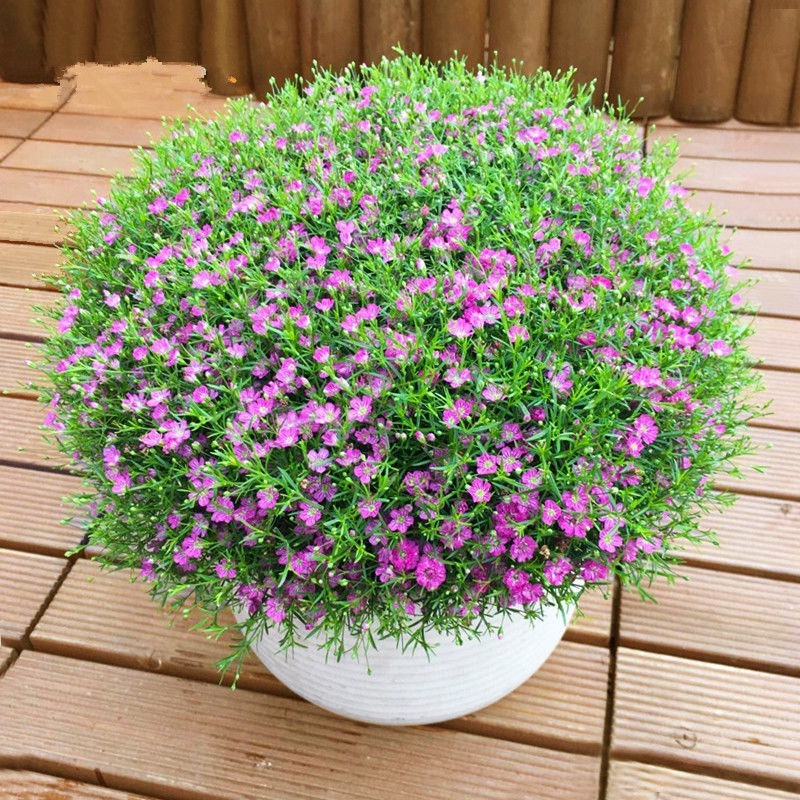 200-500 Sementes Gypsophila paniculata (Mosquitinho) para Plantio | Fácil de Germinar | Flores Brancas Decorativas
