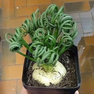 5 Sementes Suculenta Albuca Spiralis Envio Rapido P/ Mudas ll