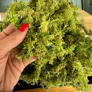 KIT 3 Pacotes de Musgo para Artesanato e Decoração de Vasos Flores Artificiais em Oferta na Shopee