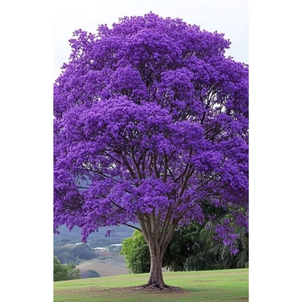 jacaranda roxo 100 Sementes de Com Manual de cultivo I