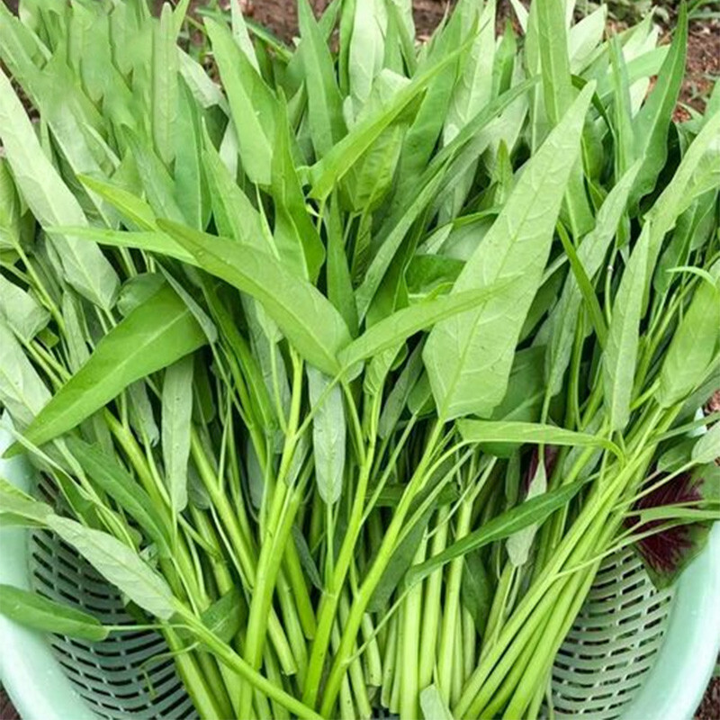 Sementes de Kangkong de Alto Rendimento 200 500 Sementes Folhas de Salgueiro Sementes de Espinafre Aquático Sementes de