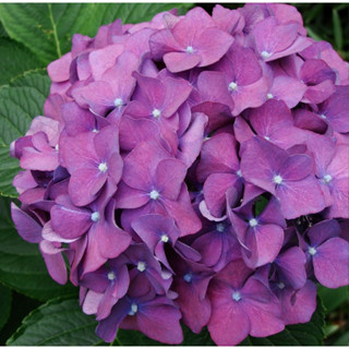 200 sementes Hortênsia Flor Roxa em Oferta na Shopee