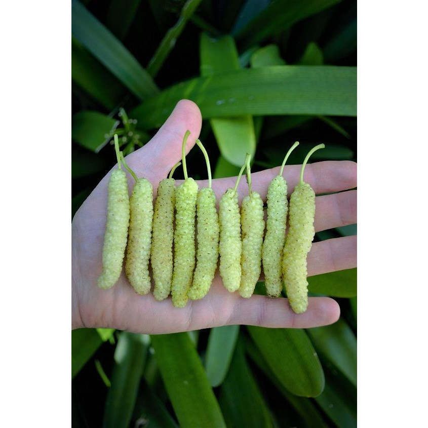 100 sements amora paquistanesa albina com manual de cultivo h