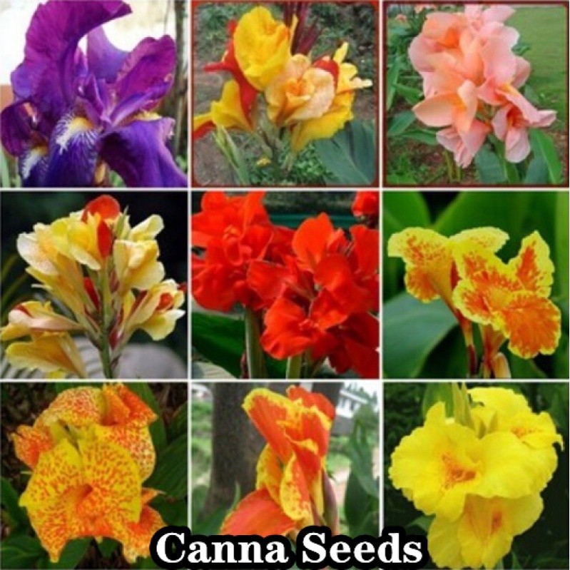 Canna Mix de Alta Qualidade 200 500 Sementes por Pacote Flores Filodendro Raro Mayana Bonsai Planta Viva à Venda em Oferta na Shopee