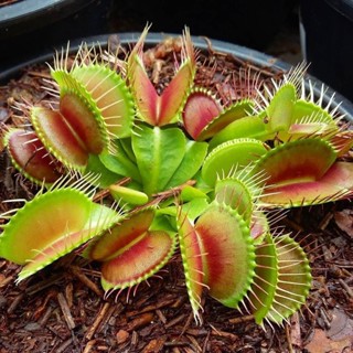 500 sementes planta carnívora papa mosca T21 em Oferta na Shopee