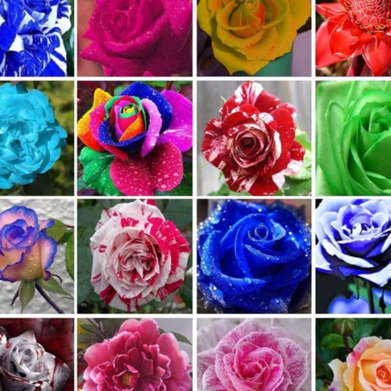 500 sementes de rosas coloridas pra fazer mudas ll