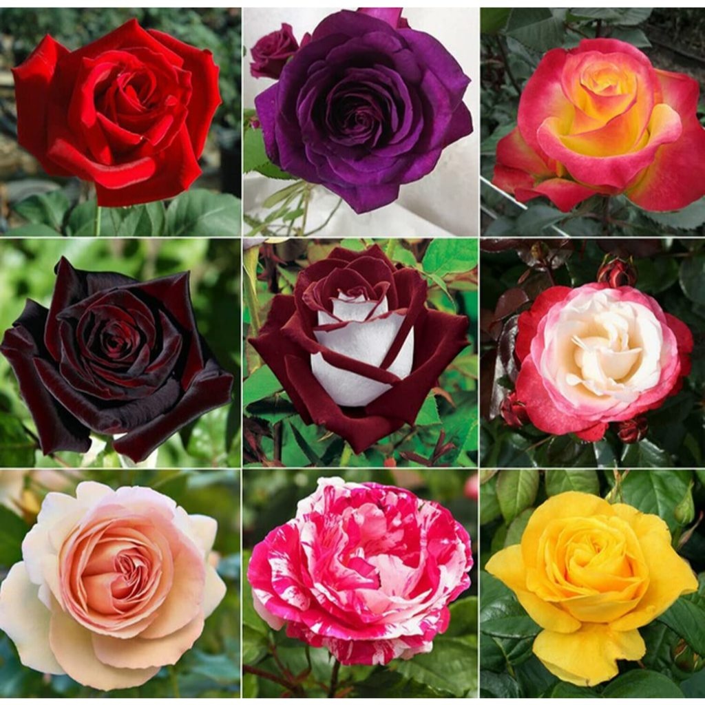 400 sementes tratadas  de rosas exóticas pra fazer mudas ll