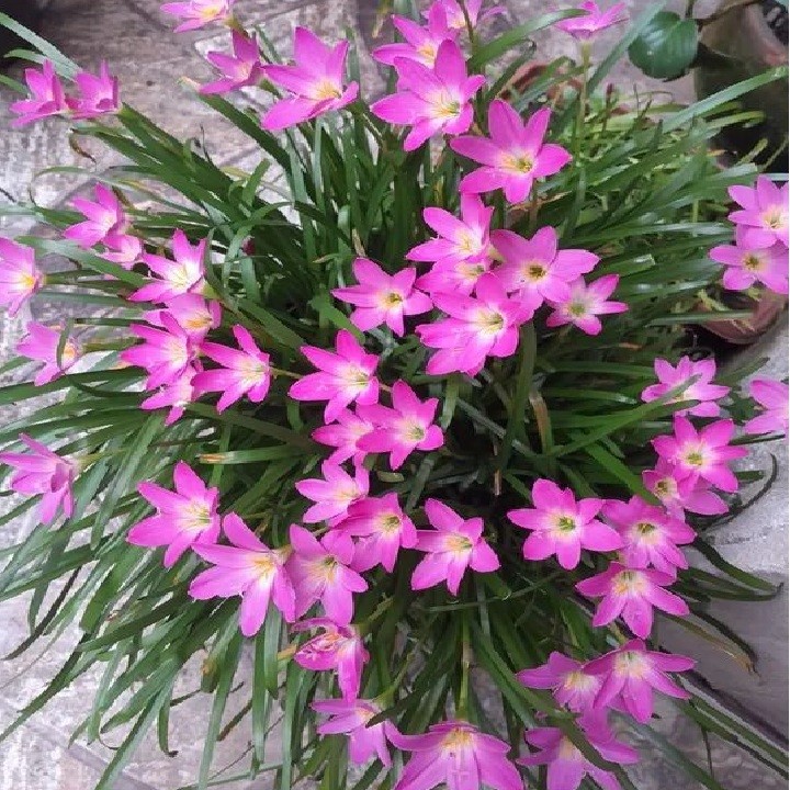 Semente 10 Bulbo Zephyranthes Rosea Lírio Do Vento Flor Junquilho Rosa em Oferta na Shopee