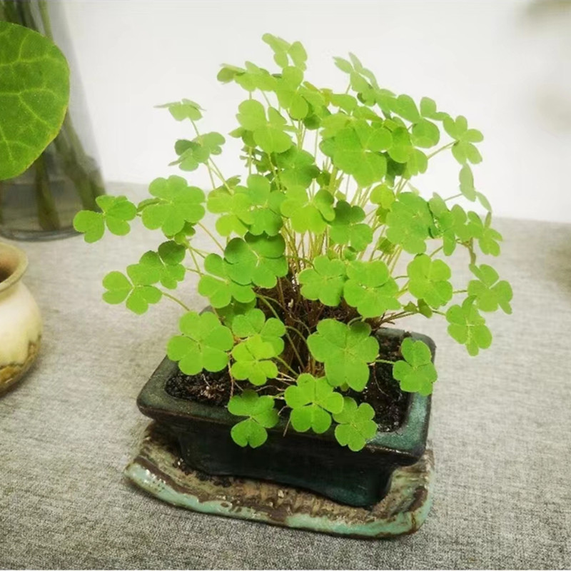 200 500 Sementes de Flor de Trevo da Sorte, Sementes de Grama da Sorte, Aumente Sua Própria Sorte, Sementes de Flor de Q em Oferta na Shopee