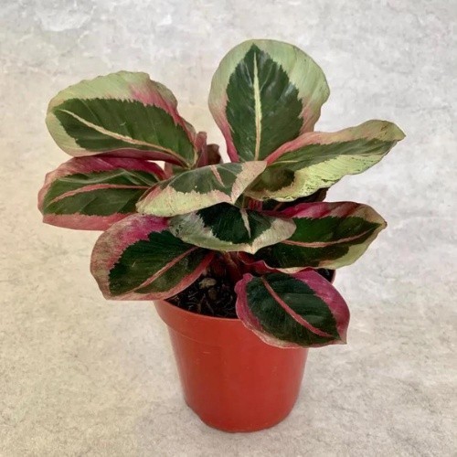 100 Seeds maranta anel de prata h h