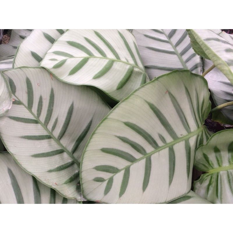 100 sements maranta folha de prata com manual de cultivo h