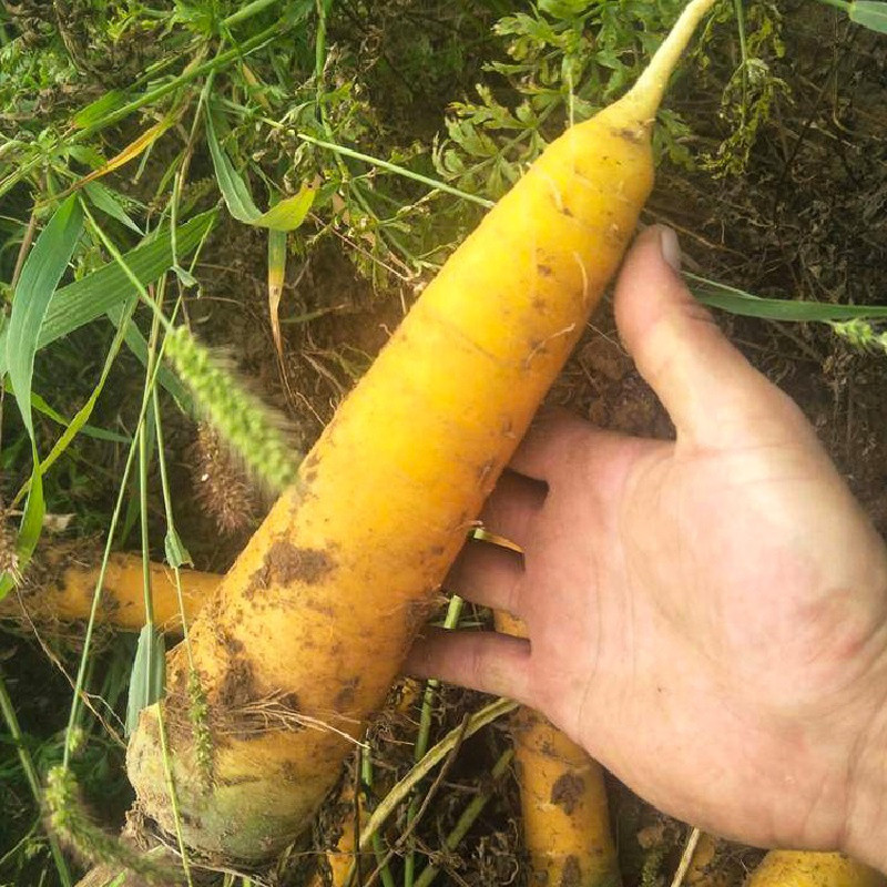 Sementes de Cenoura Amarela Orgânica
