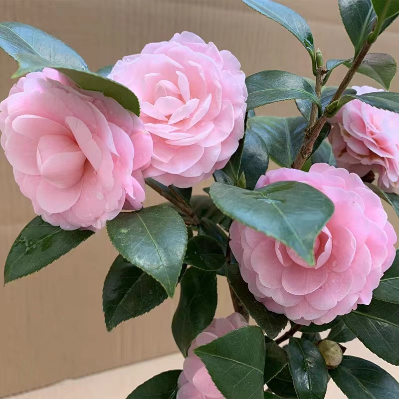 Sementes de Camélia Rosa de Alta Qualidade (200 500 sementes) Sementes Raras de Camélia Impatiens Balsamina