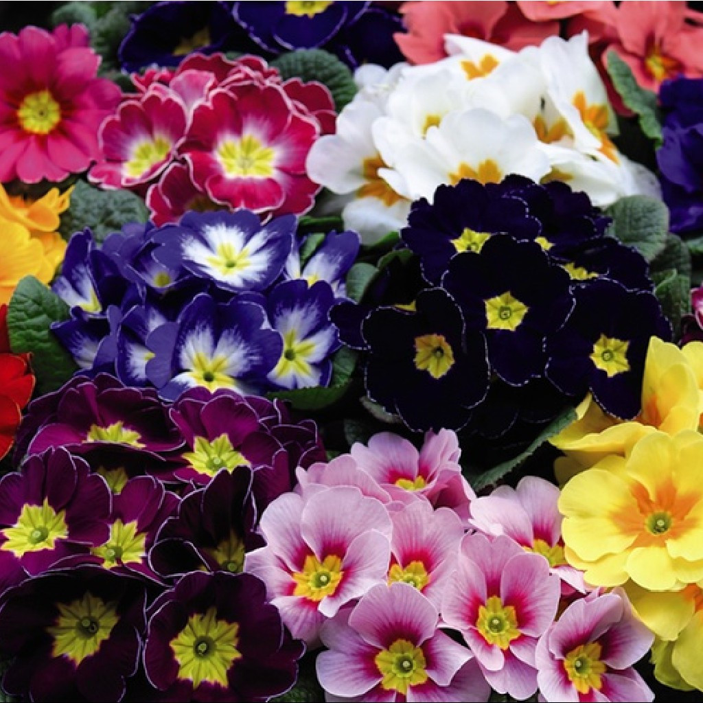 Sementes de Prímula (Primula) Cores Misturadas 200/500 Unidades Fácil de Germinar Flores para Jardim e Vasos