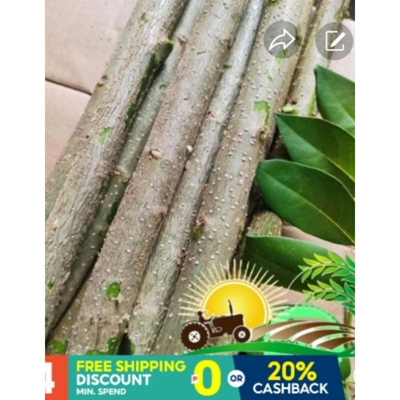 200-500 Sementes Mãe de Cacau (Kakawate) | Fácil de Plantar e Crescer | Moringa-de-Cacau para Jardim e Cerca Viva