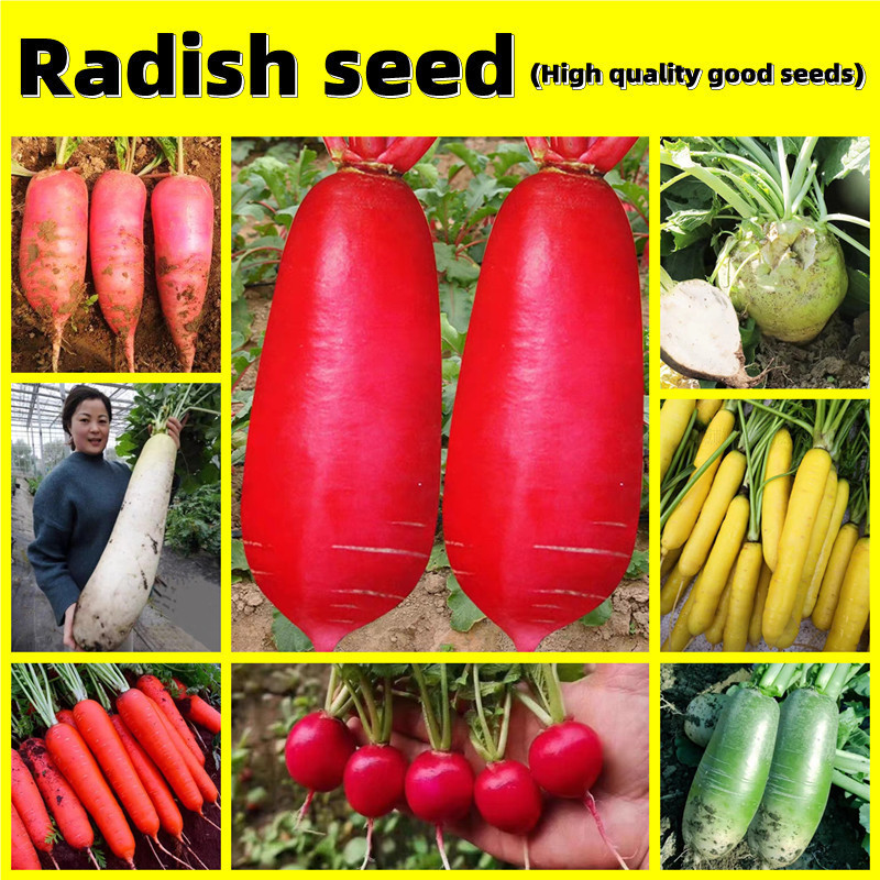 Sementes de Rabanete de Alta Qualidade 200 500 Sementes - Sementes de Vegetais de Variedade Rápida para Plantio de Veget