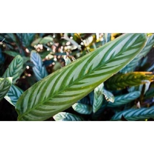 100 sements maranta cristata com manual de cultivo h h