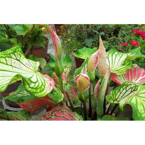 Variedades Raras {folhas Coloridas} Vasos 200-500 Cápsulas Lindas Flores Folhas Coloridas Amantes Rosa Plantas Coloridas