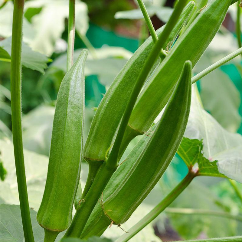 Sementes de Quiabo Verde Alta Produtividade 200/500 Unidades | Variedade Tradicional, Fácil Cultivo, Hortaliça