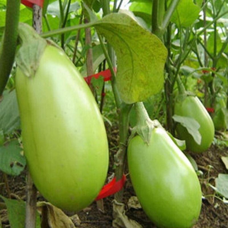 [Produtos à pronta entrega] Berinjela Verde Grande Orgânica Fresca 200 500 Sementes para Plantio Vegetal Berinjela Verde em Oferta na Shopee