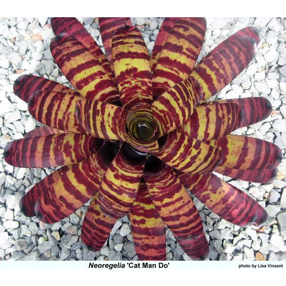 ENVIO SUPER RÁPIDO 100 sements bromelia cat man do com manual de cultivo III T1