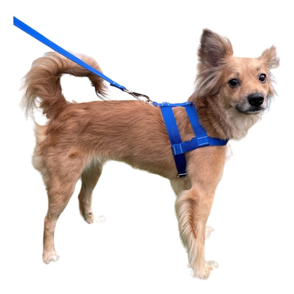 Coleira Peitoral Tradicional com Guia para cães de Porte Pequeno Médio Salu