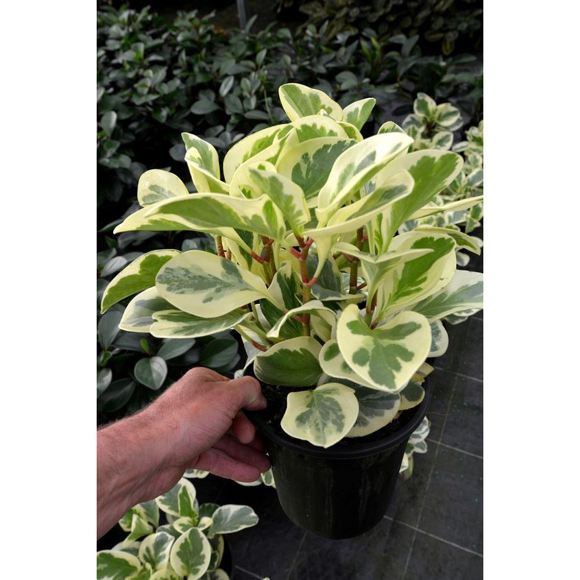 100 sements peperomia variegata com manual de cultivo h h