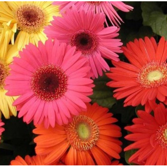 1000 Sements Gerbera originais  Sortida P/ Mudas cores variadas pra fazer novas plantas II