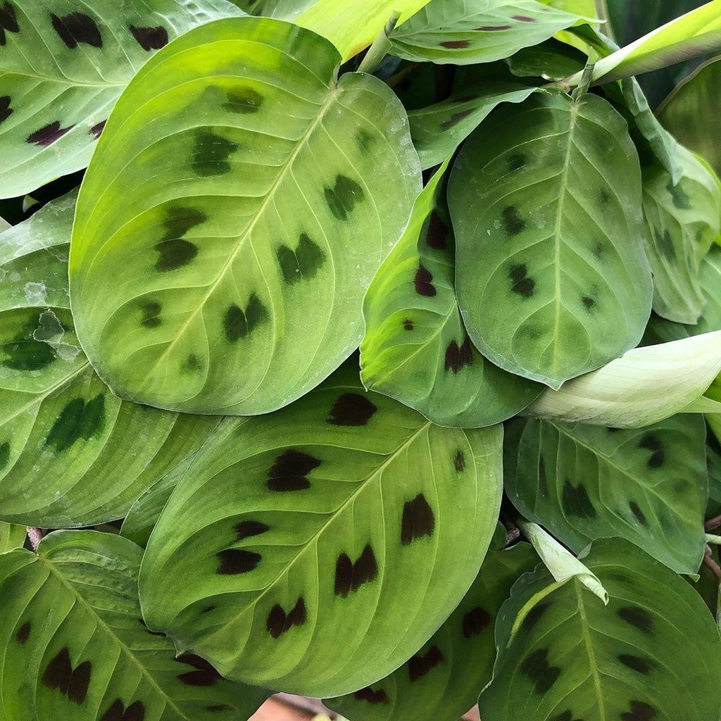 100 sements maranta barriga de sapo com manual de cultivo h
