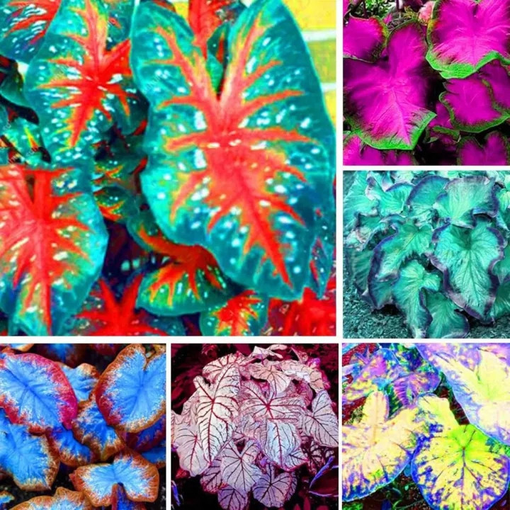 Sementes de Begônia Raras da Tailândia 200-500 Unid | Planta Ornamental para Jardim, Vasos e Bonsai | Flores Coloridas