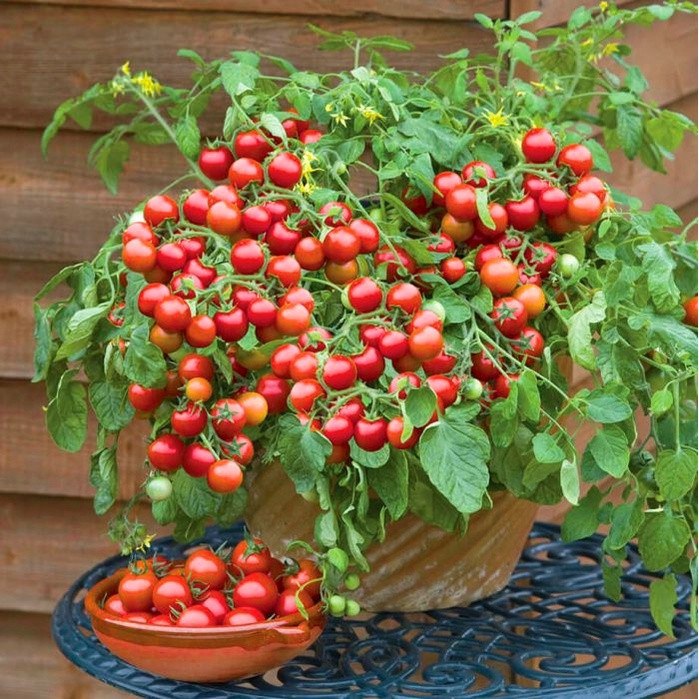 Difícil de embalar!Tomate Cereja (200-500 Sementes) -Mármore Doce/Alta Produção/Melhor Lucro
