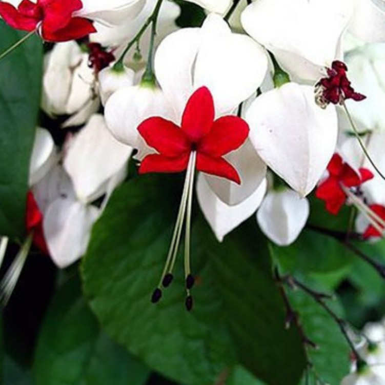 100 sementes da flor lágrimas de cristo y2 frete rápido ll Premium em Oferta na Shopee