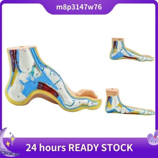 Modelo De Anatomia Do Pé , Humano , Normal De Plano Arco Músculo Pés Planos em Oferta na Shopee