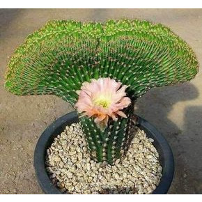 20 sements cacto rabo de baleia frete rápido r4 pra fazer muda II em Oferta na Shopee