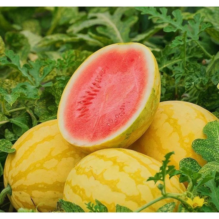 Melancia Amarela: Onde Comprar | BuscaProdutos