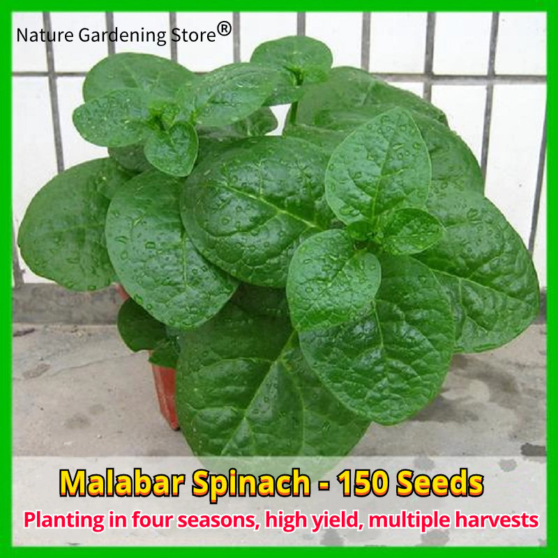 Espinafre Malabar Orgânico 200 500 Sementes para Plantio pcs Alto Rendimento Grande Folha Verde Alugbati Sementes de Veg