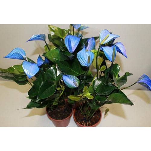 100 sements anturio azul celeste  com manual de cultivo h