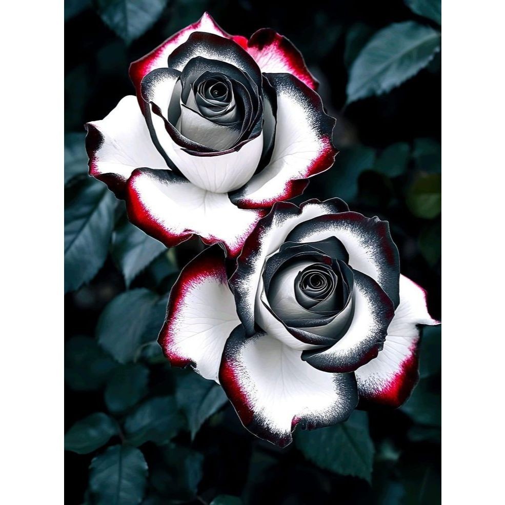 100 sementes rosas jokers com manual de cultivo pronta entrega envio em 24h