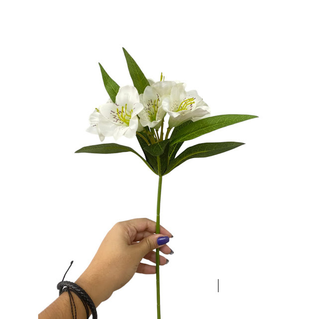 Astromélia Branca: Onde Comprar | BuscaProdutos